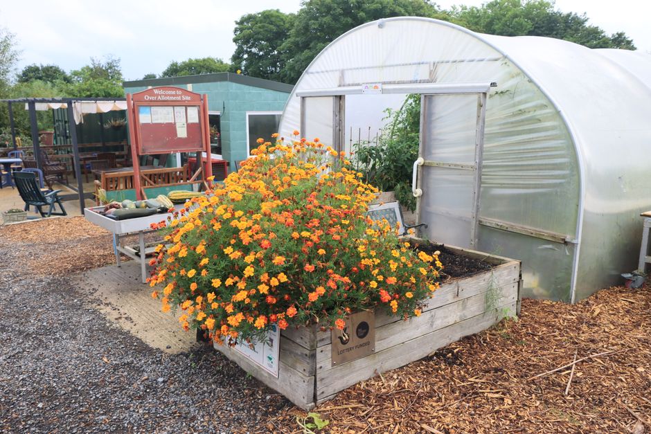 A vibrant garden scene featuring a large, lush flowering shrub with abundant orange and yellow blossoms planted in a weathered wooden raised bed. Behind the raised bed, there is a small, semi-circular